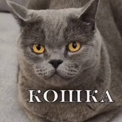 stalkers но певец ебанутая кошка