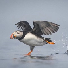 Miracle Man (Elvis Costello)