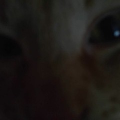 Cat's Catch