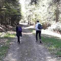 Forest Trip