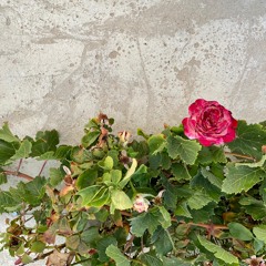 Power In Presence Meditation