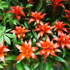 guzmania