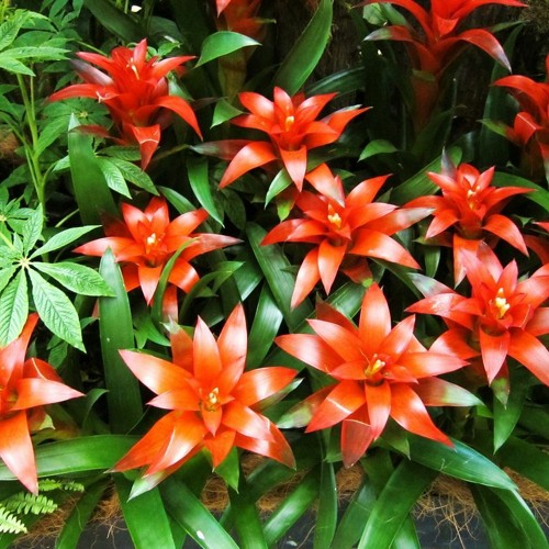 guzmania