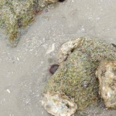 Stromatolithe, mixed, 13 Juillet 2023.1