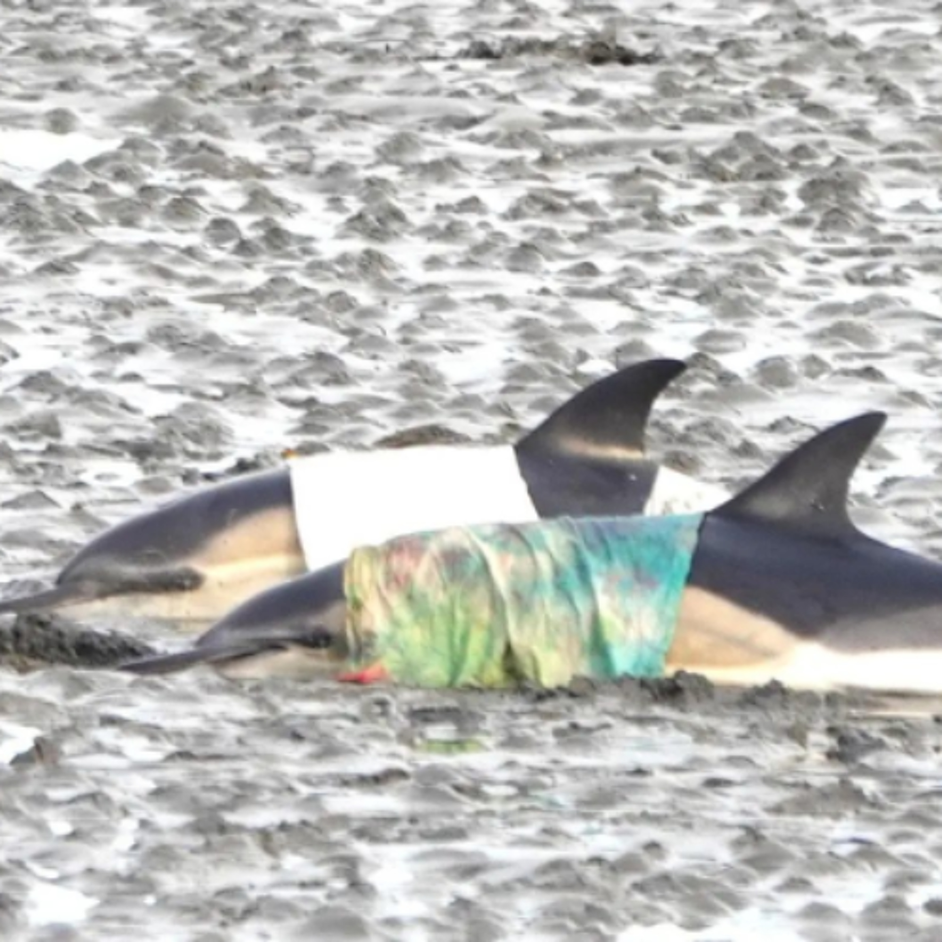 Successful Dolphin Refloat In Ballyvaughan Successful Dolphin Refloat In Ballyvaughan