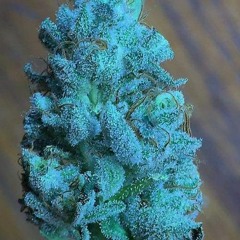 Blue Frost (wisdom Motivation)