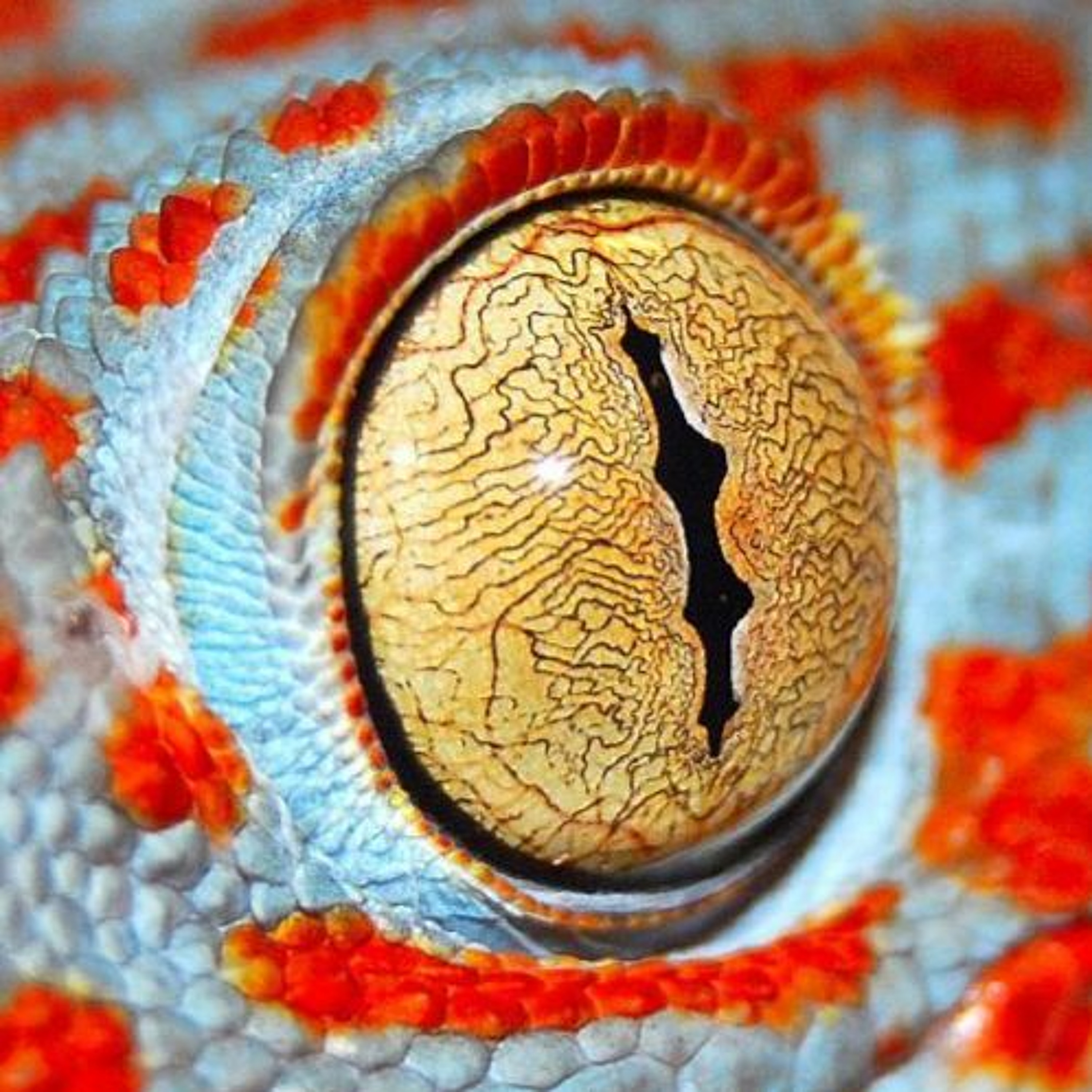 Gecko Dharma - a talk by Paul Doughty (7 July 2022)