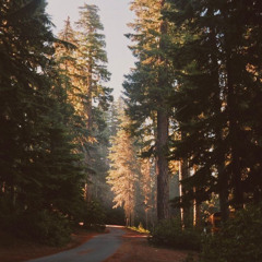 Woodpecker (Instrumental Demo)