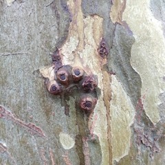 Kulîlk - Alagöz (ukulele version)