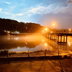 20241230 木漏れ日