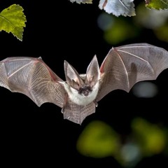 bat