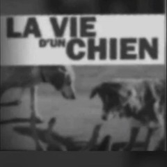 Vie De Chien 🤠⚡