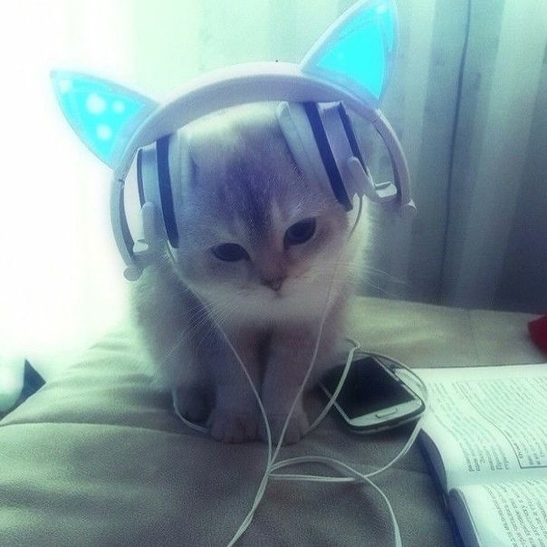 Мем с котом в наушниках