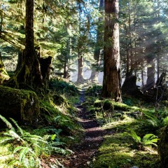 Gaialeah Forest