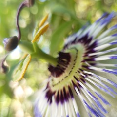 Gardeneden S Woznica