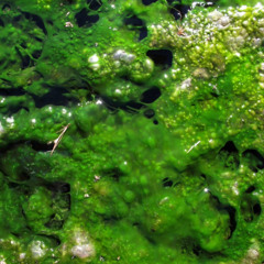 Warm Slime (John Dwyer Solo Demo)