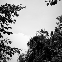 UVEXX : H002