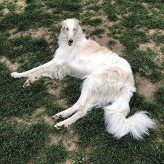 ૮₍´˶• . • ⑅ ₎ა