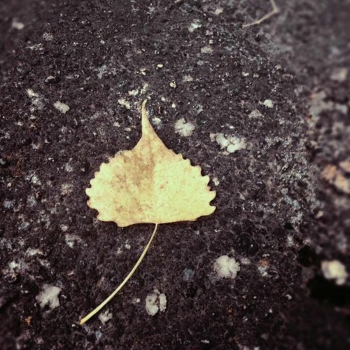 Autumn Droning Pt.2//Live Improvisation 10/15/22