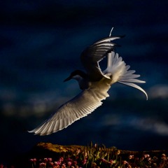 Stella Maris, Stella Caeli, Sterna Paradisaea 03. They Travel from Seas of Ice