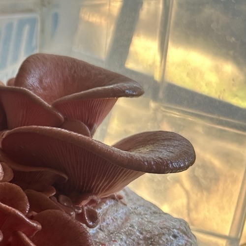 Wax - MadeAfterMidnight x B4pm