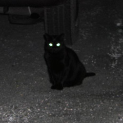 Black Cat