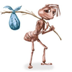 Geci
