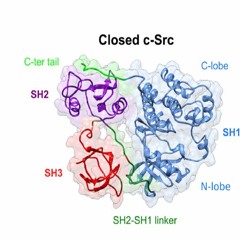 Targeting the Src N-Terminal Regulatory Element in Cancer