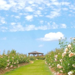 A Rose Garden In Hiroshima