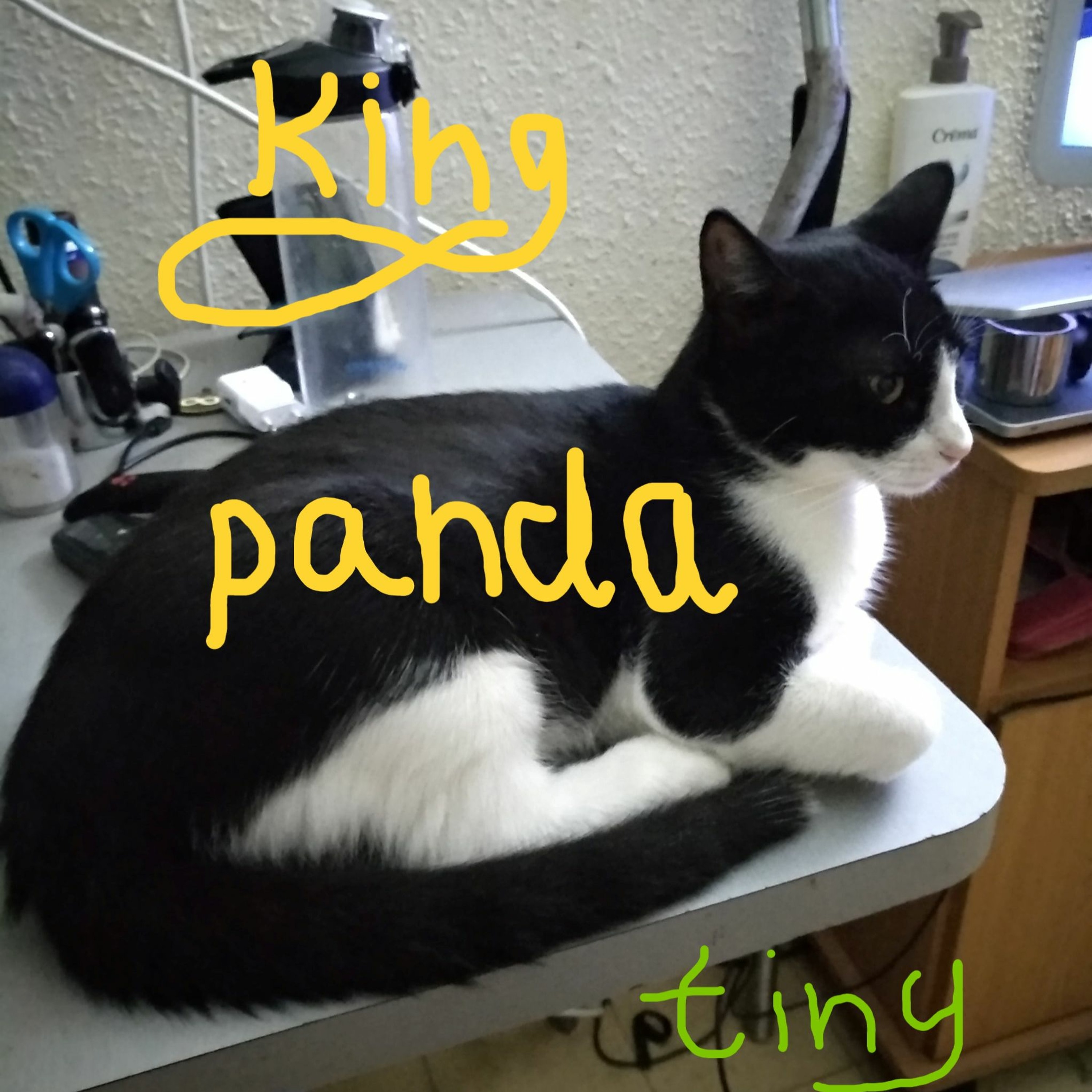 KING PANDA episode artwork