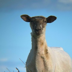 unroot A 28.11.25 F AP lowpass sh*t kick