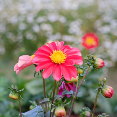 ดอกไม้กับแจกัน  By เอย #SweetHours