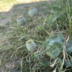 Nothing grows
