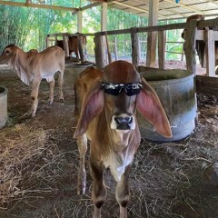 CASHCOW