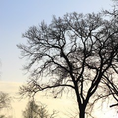 Desert Blues - mit der lebenden Legende Stefan Müller