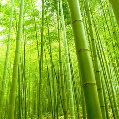 Bamboo [Chinese/Japanese Trap Beat] (Prod. Ate5ive)