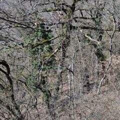 Texture & Mosaics, volume 2