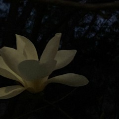 얼음