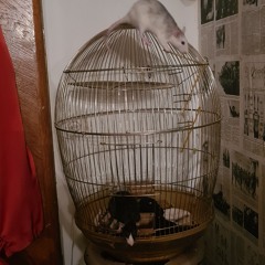 Rats in Paradise