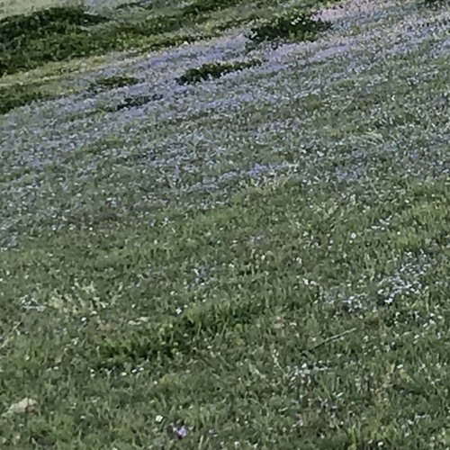 Bloom