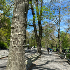 a sleep !n sheep's meadow