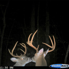 suzanne (hope sandoval & the warm inventions cover)