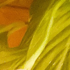 Imminent immanence