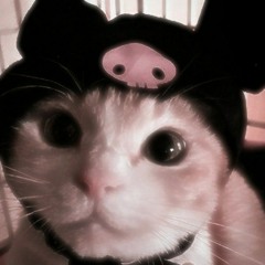 SLIVKO - ЛЕСНОЙ МАССИВ