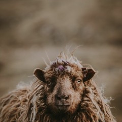 Die Haare müssen runter. HomeFriseuring in Corona-Zeiten