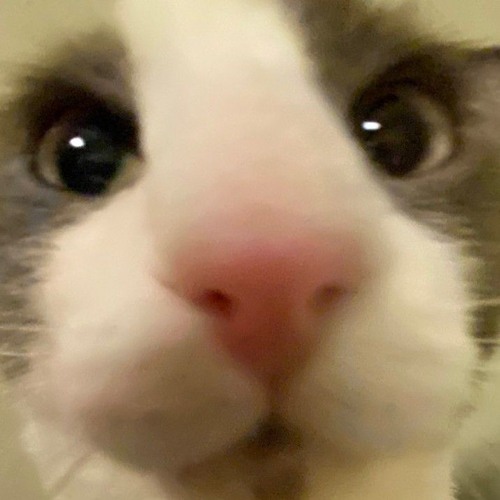 TRVCY - DISLOCATED bootleg (clip)