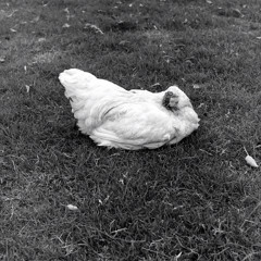 Headless Chicken’s