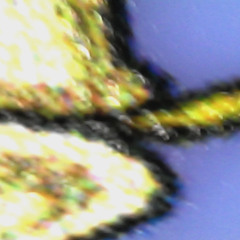 INFECTED