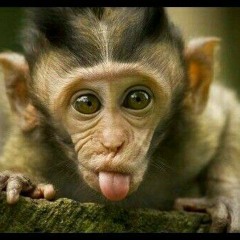 Cheeky little Monkey Composed Produced & mastered by M.A.P. originally written in 2004