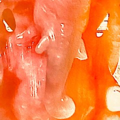 HELLEPHANT 2 w/ BONUS notes and absurd premise.